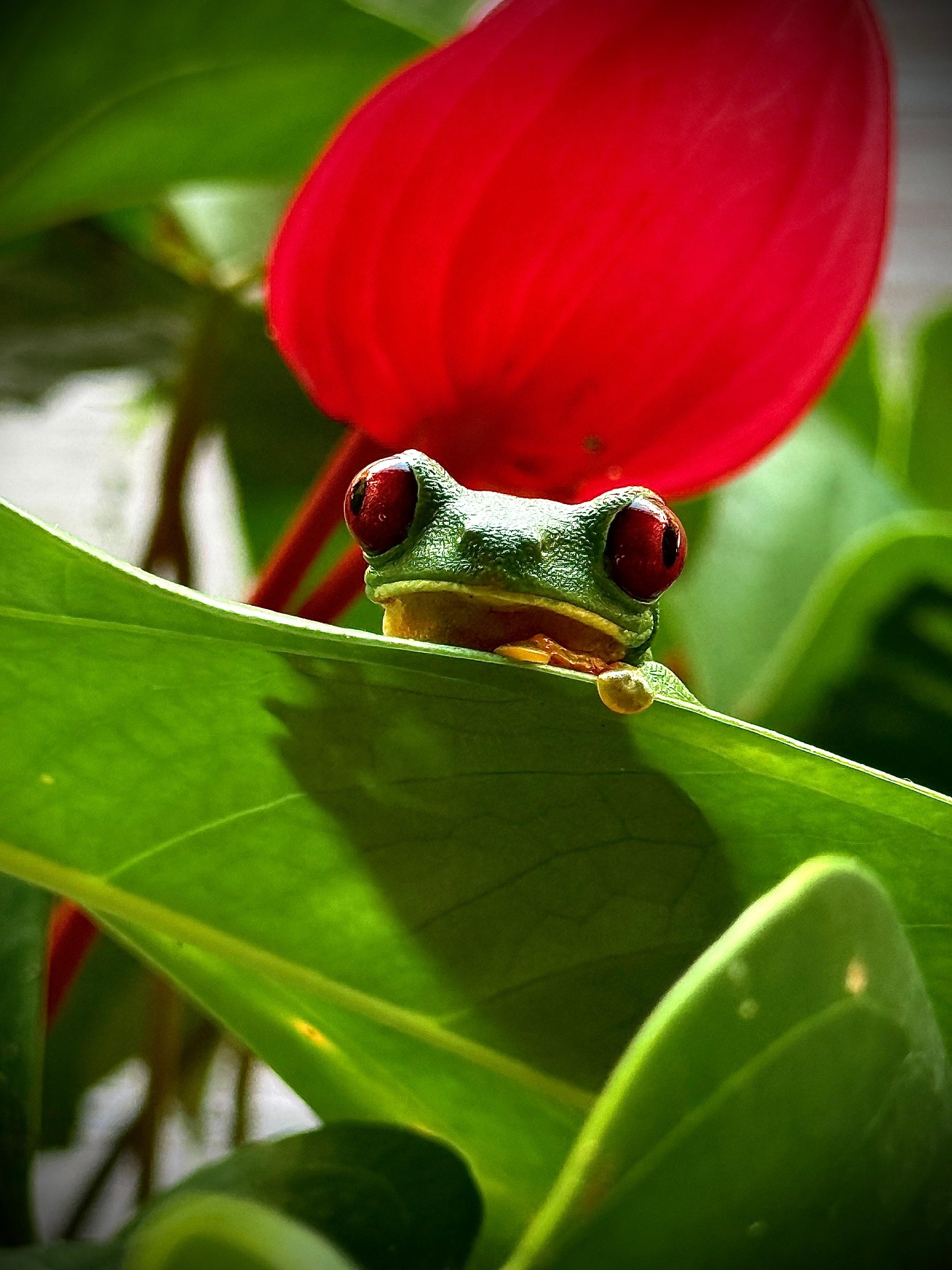Red-eyed Tree Frog in the understory of Manuel Antonio National Park, Costa Rica