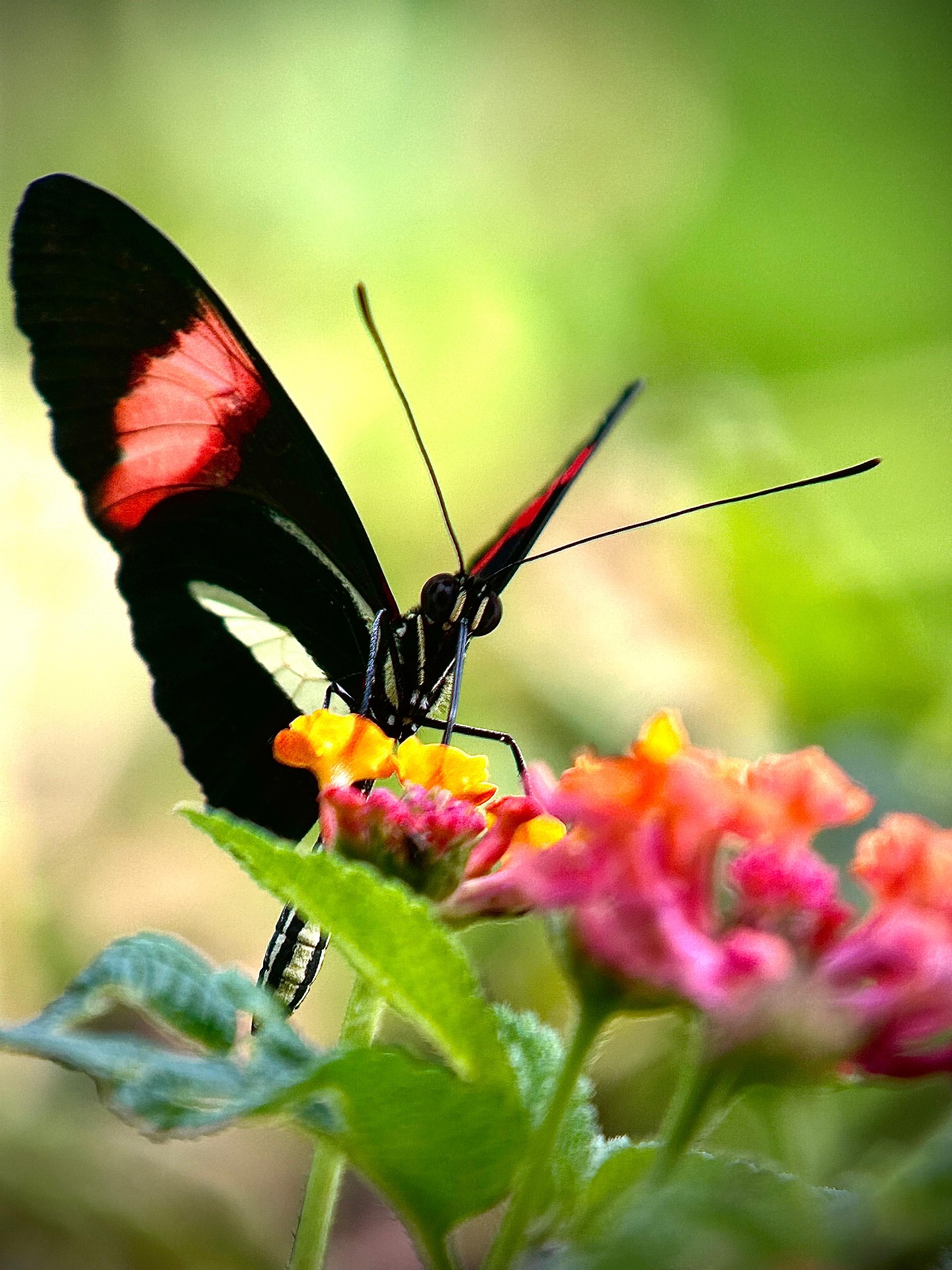 Postman Butterfly in the understory of Manuel Antonio National Park, Costa Rica