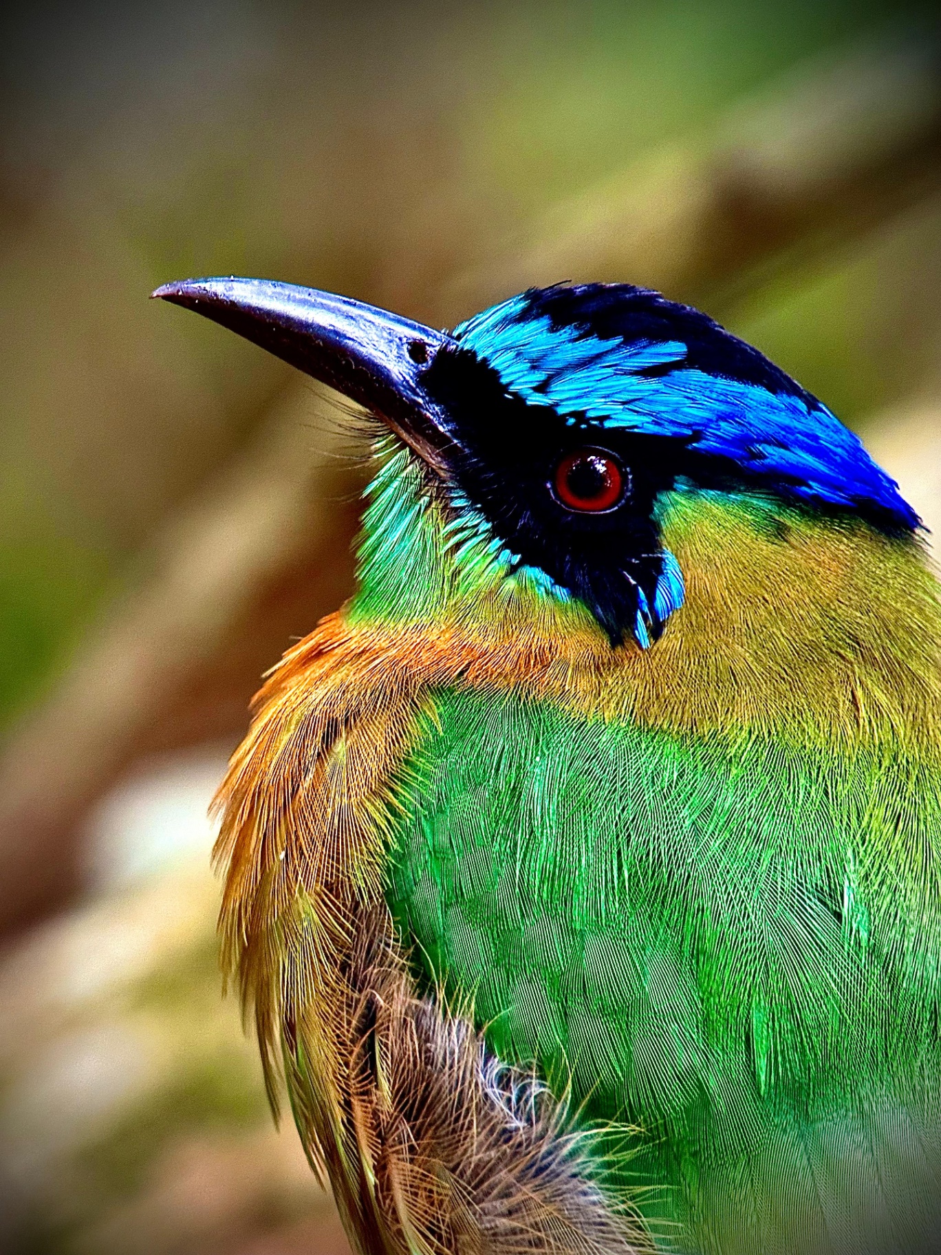 Lesson's Motmot in the mid-story of Manuel Antonio National Park, Costa Rica