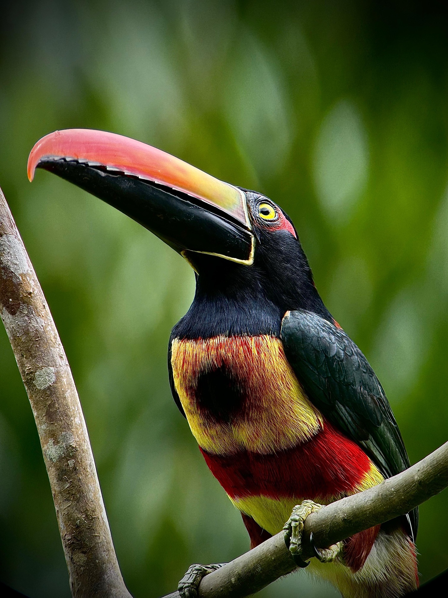 Fiery-billed Aracari in the canopy layer of Manuel Antonio National Park, Costa Rica