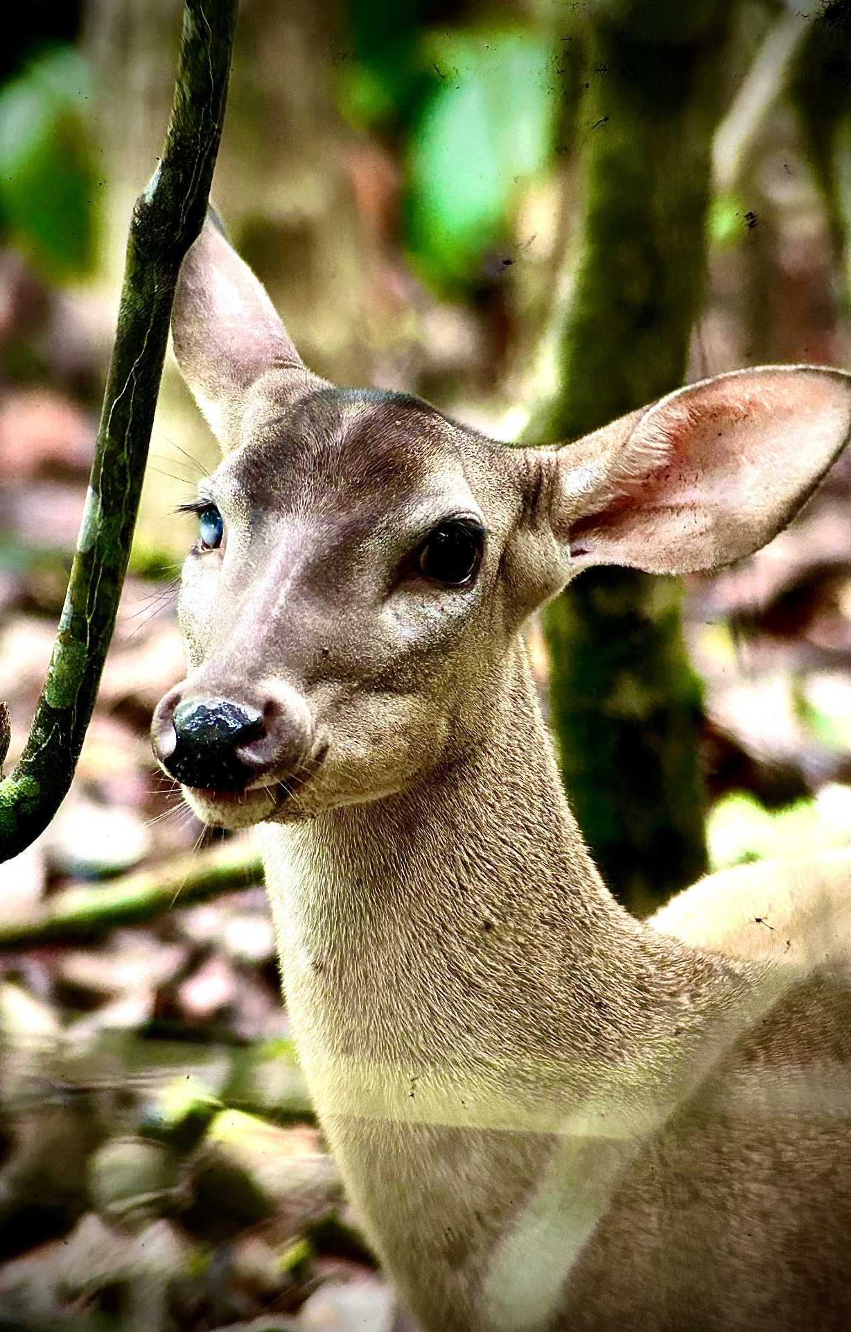 White-tailed Deer in the forest floor of Manuel Antonio National Park, Costa Rica