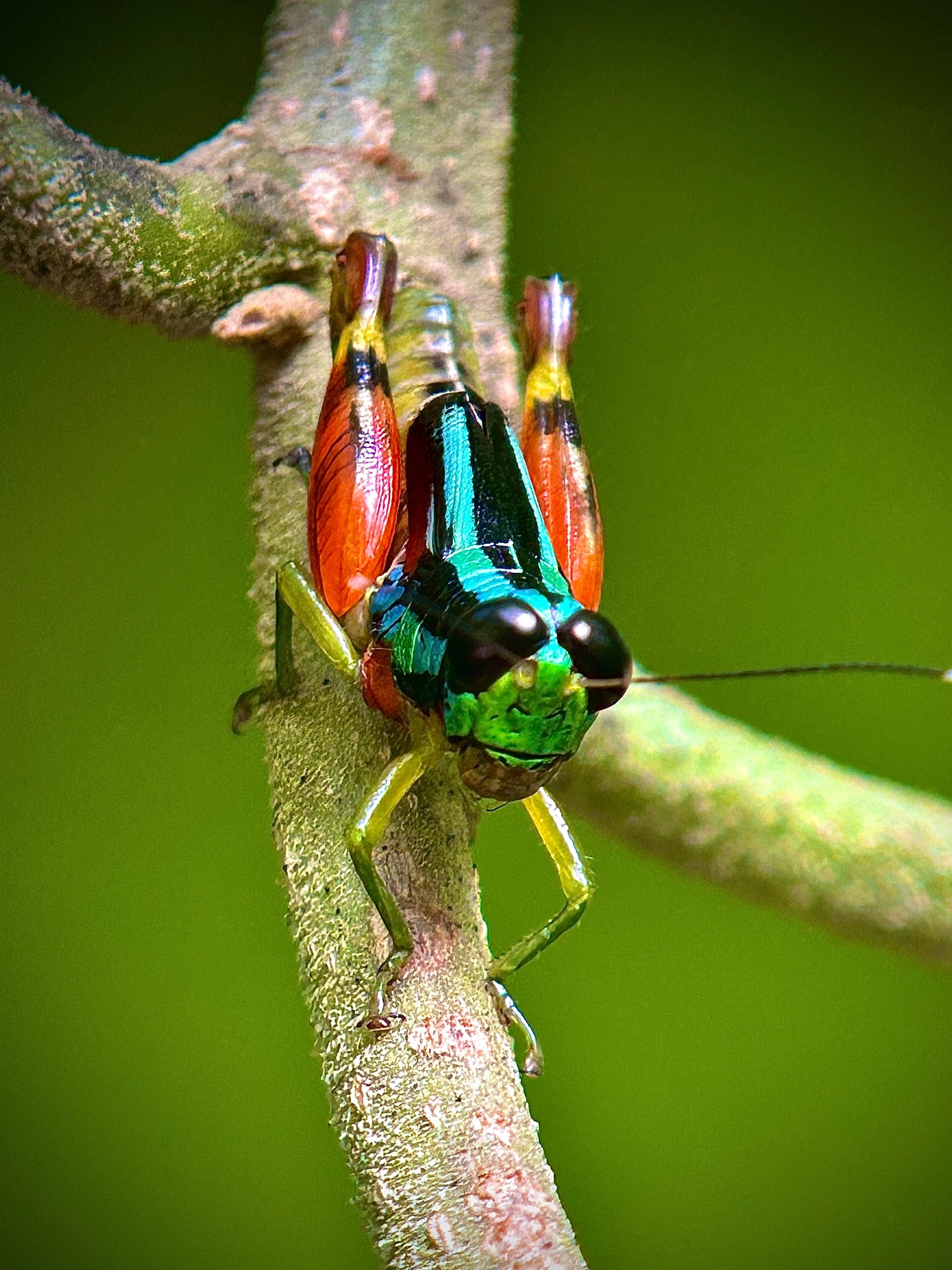 Rainbow Grasshopper in the understory of Manuel Antonio National Park, Costa Rica