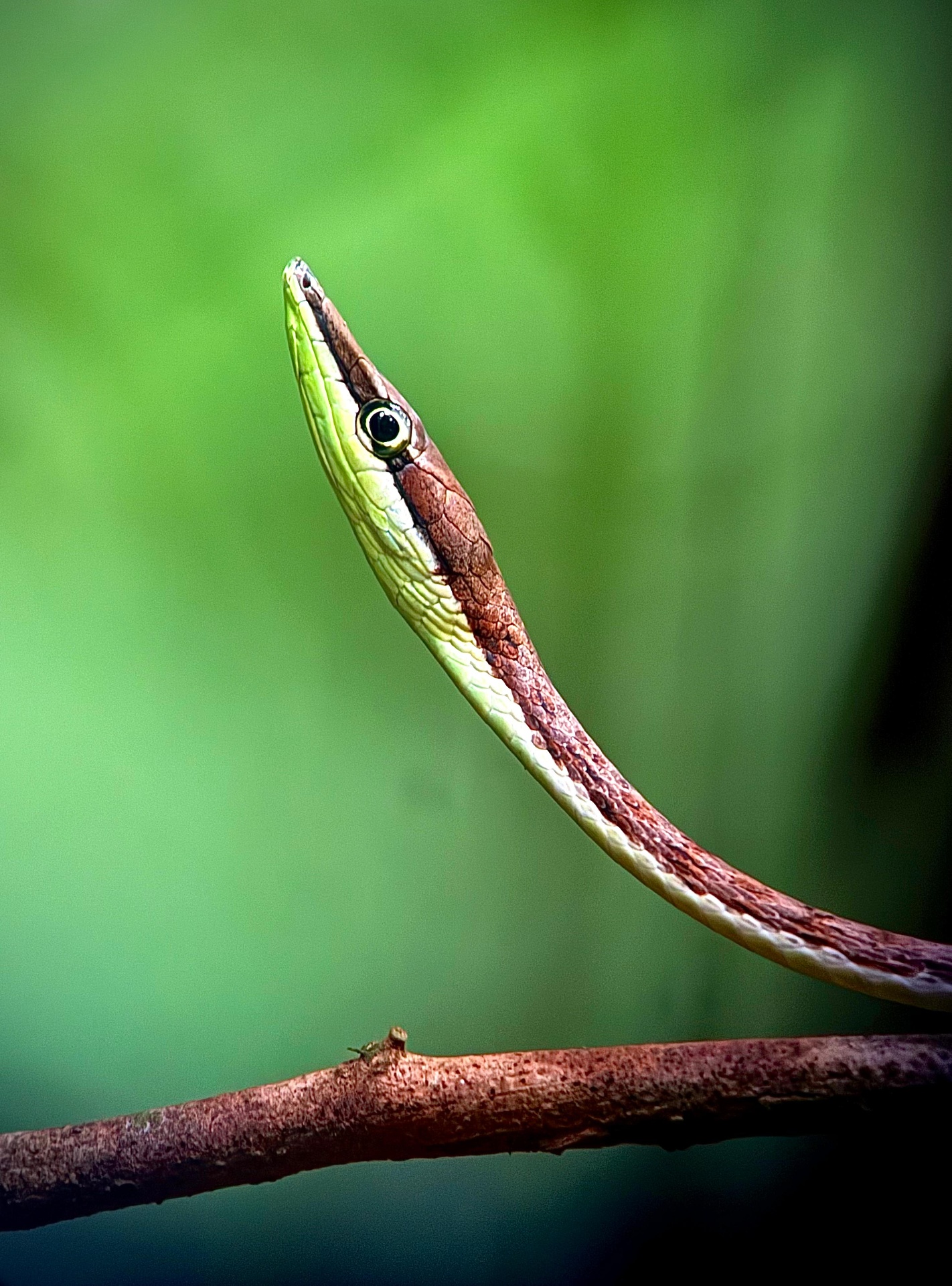 Brown Vine Snake in the understory of Manuel Antonio National Park, Costa Rica