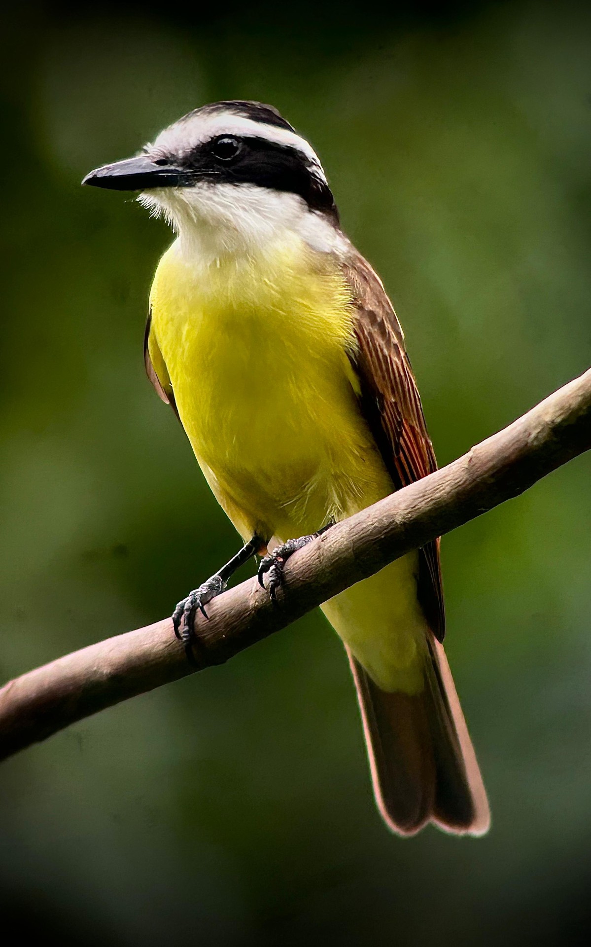 Great Kiskadee in the mid-story of Manuel Antonio National Park, Costa Rica