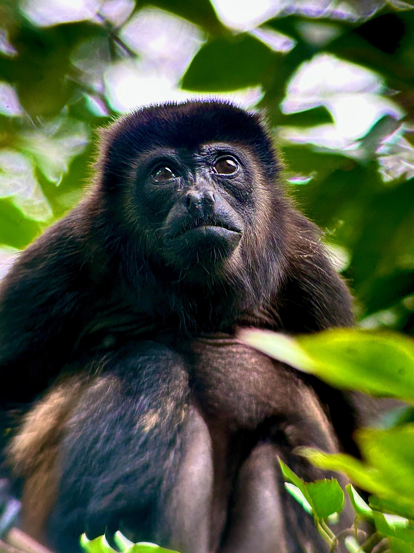 Mantled Howler Monkey in the canopy layer of Manuel Antonio National Park, Costa Rica