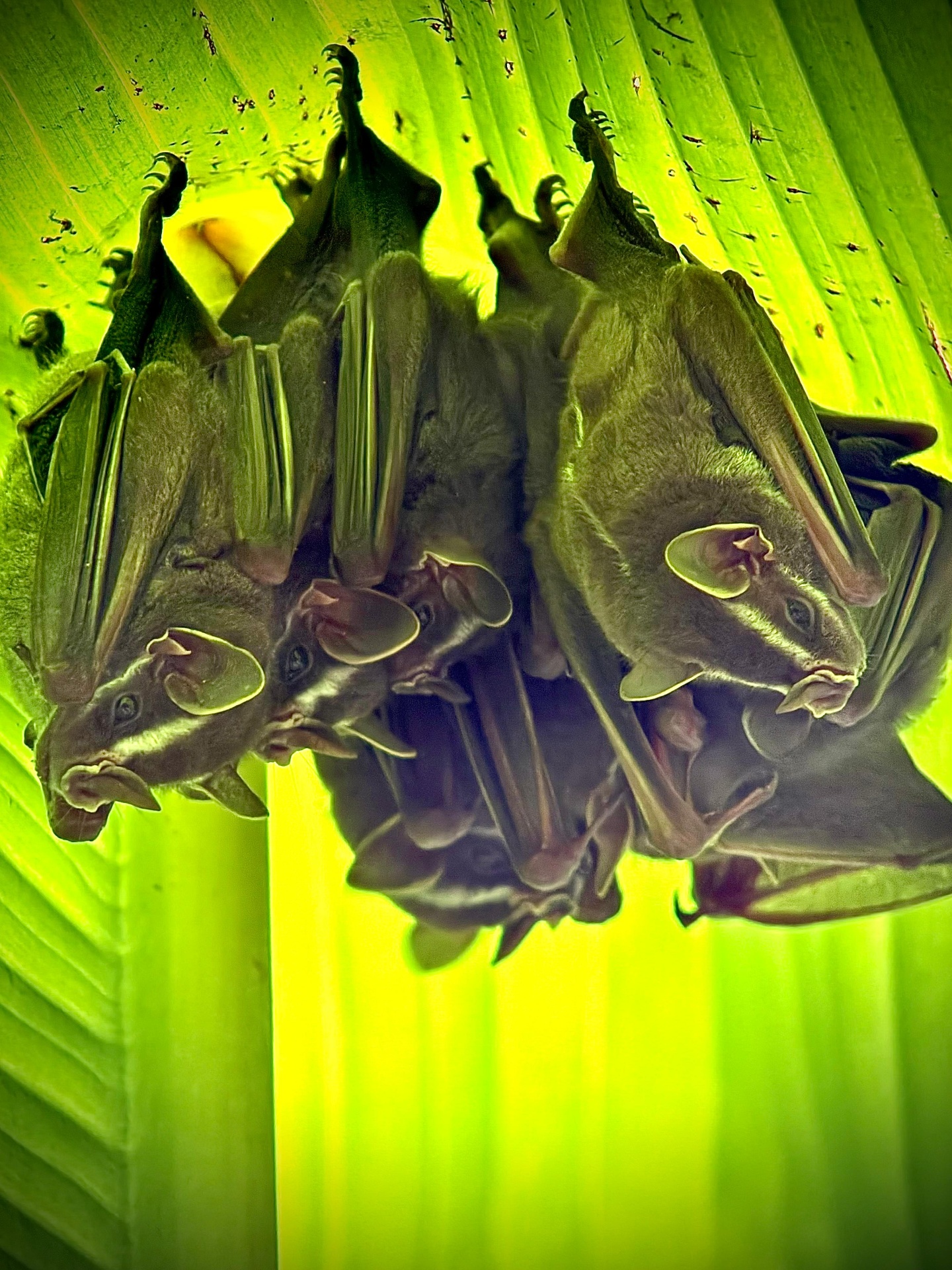 Tent-making Bats in the understory of Manuel Antonio National Park, Costa Rica