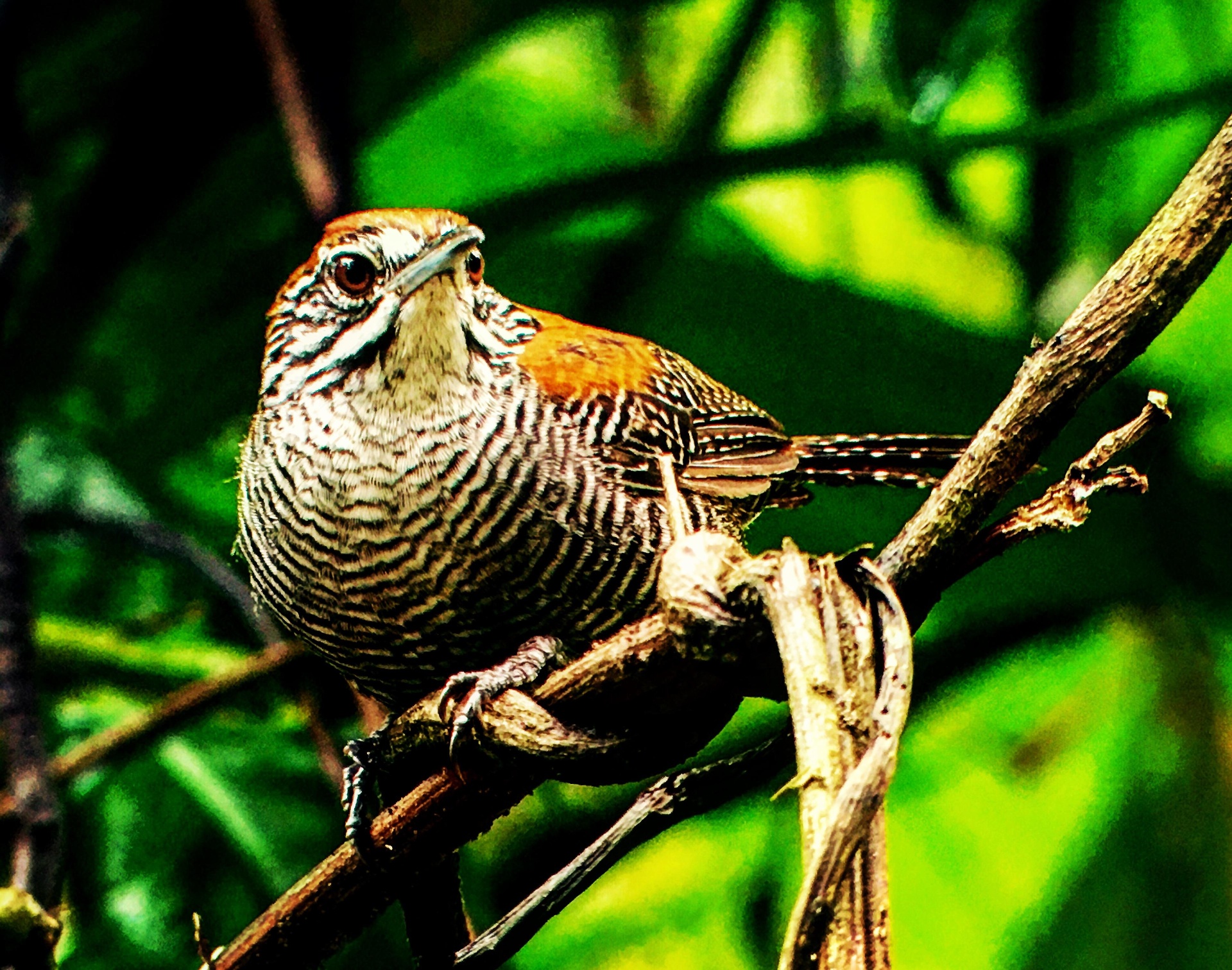 Rufous-naped Wren in the understory of Manuel Antonio National Park, Costa Rica
