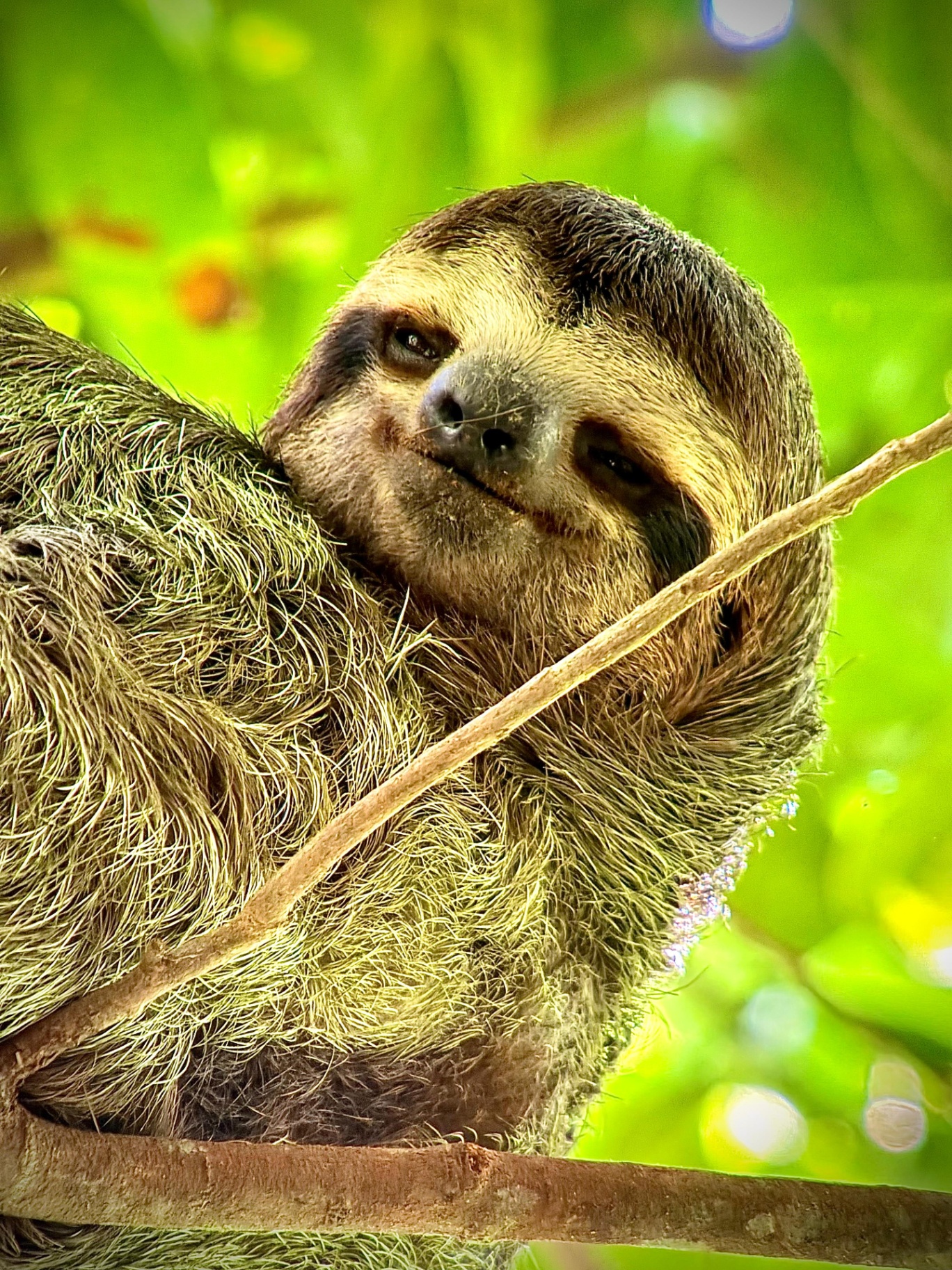Brown-throated Sloth in the canopy layer of Manuel Antonio National Park, Costa Rica
