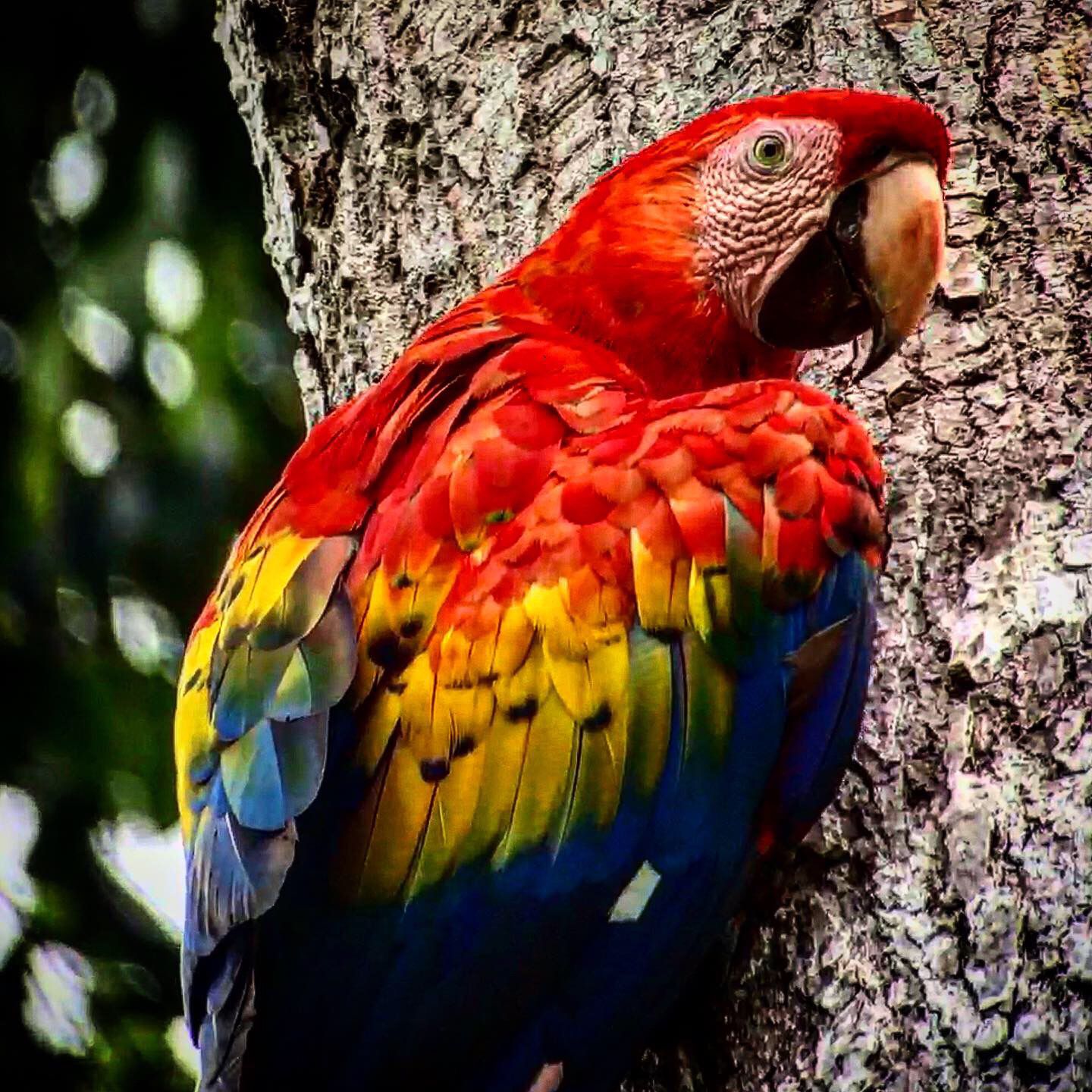 Scarlet Macaw in the canopy layer of Manuel Antonio National Park, Costa Rica