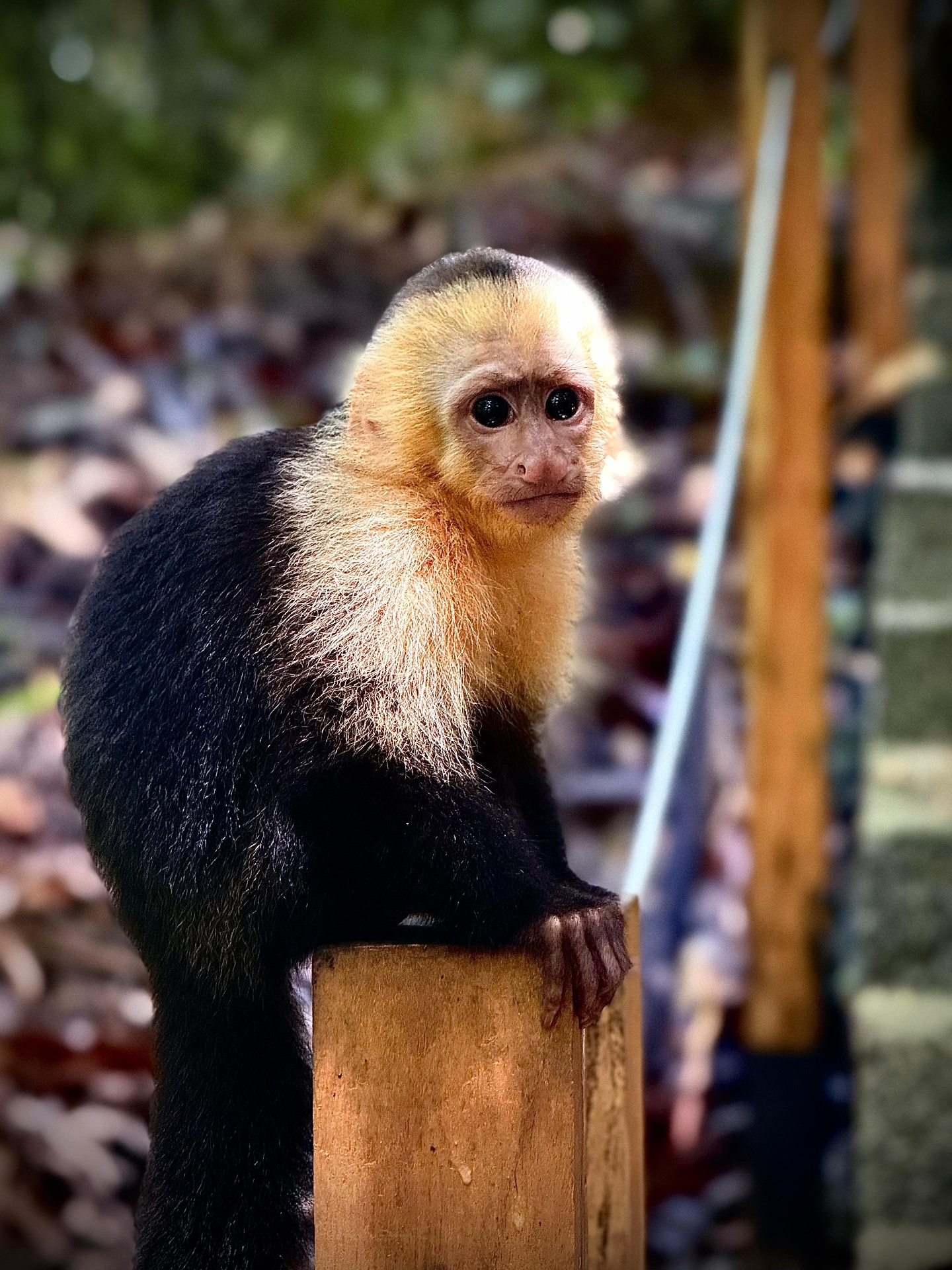 White-faced Capuchin in the mid-story of Manuel Antonio National Park, Costa Rica