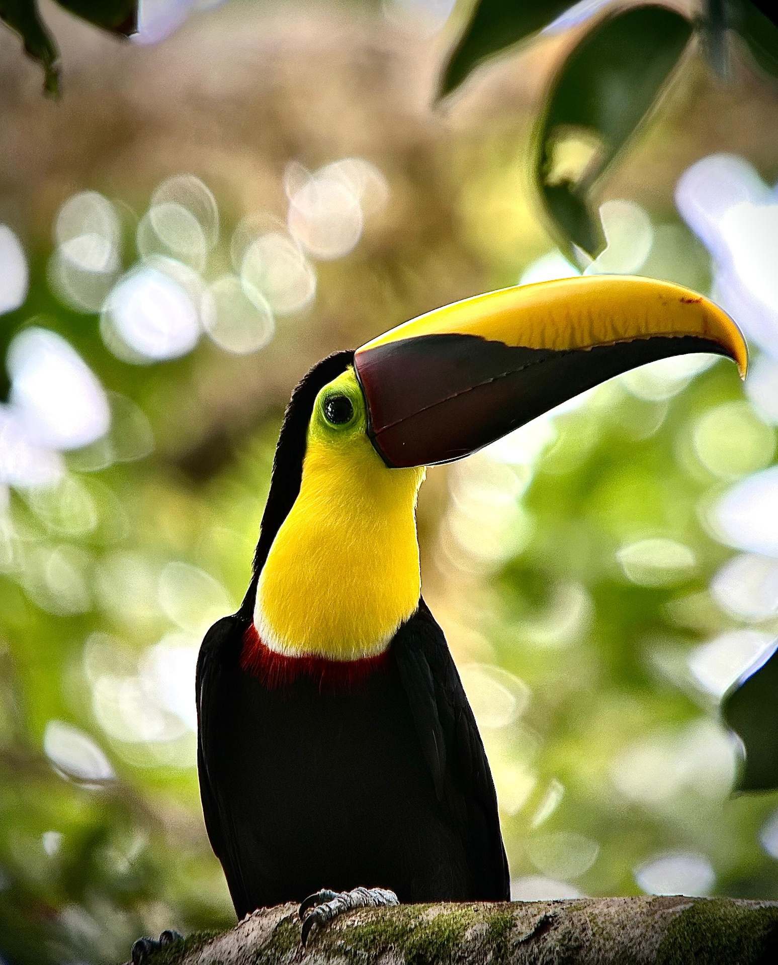 Yellow-throated Toucan in the canopy layer of Manuel Antonio National Park, Costa Rica