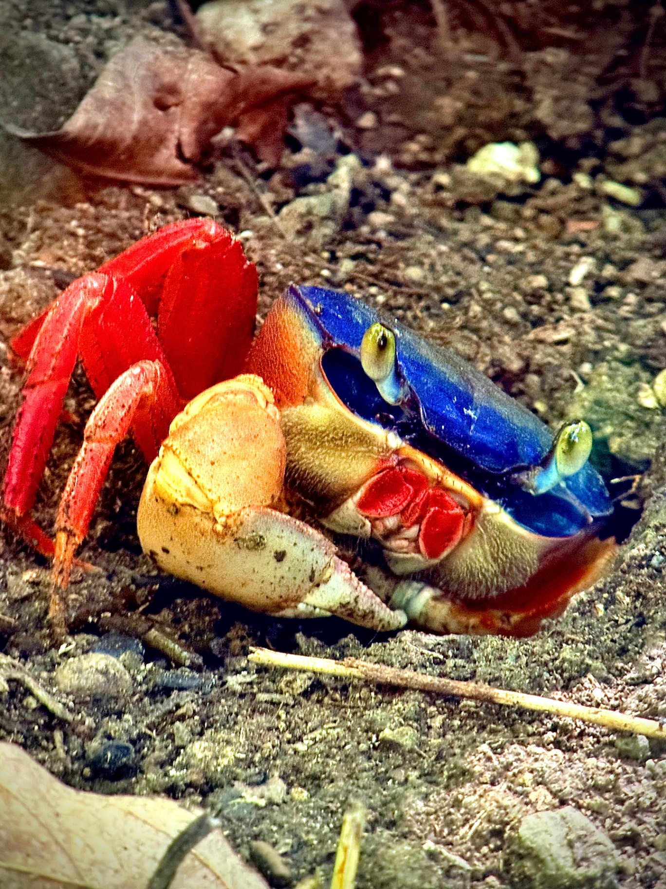 Halloween Land Crab in the forest floor of Manuel Antonio National Park, Costa Rica