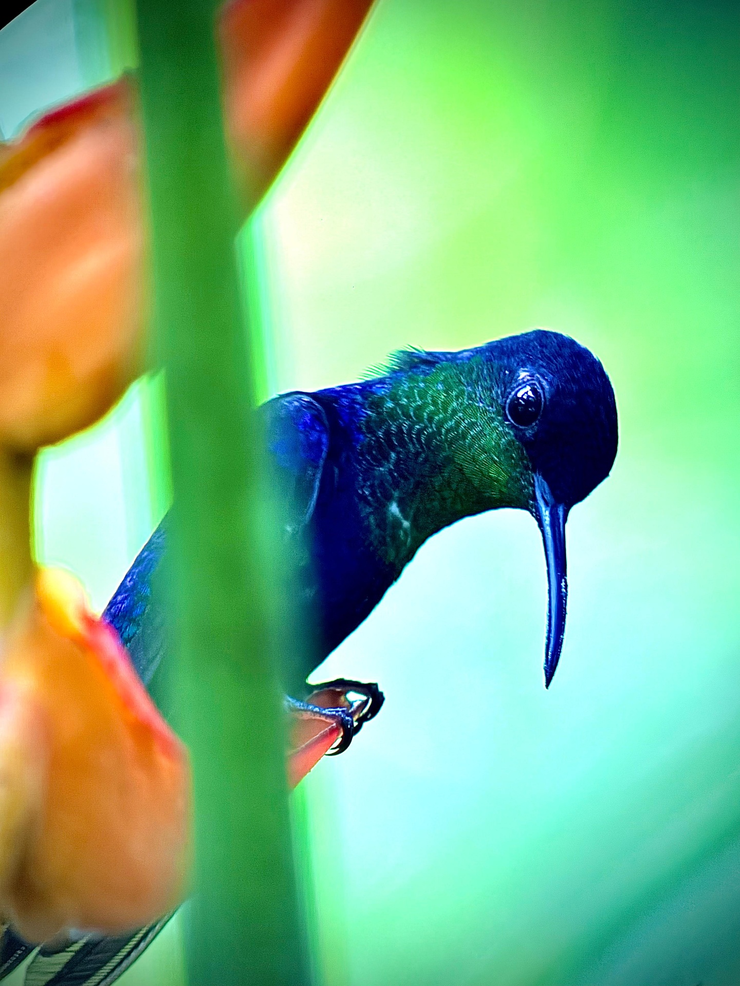 Rufous-tailed Hummingbird in the understory of Manuel Antonio National Park, Costa Rica