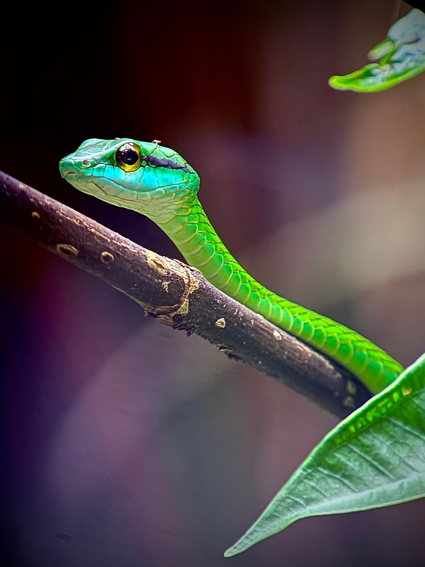 Parrot Snake in the canopy layer of Manuel Antonio National Park, Costa Rica