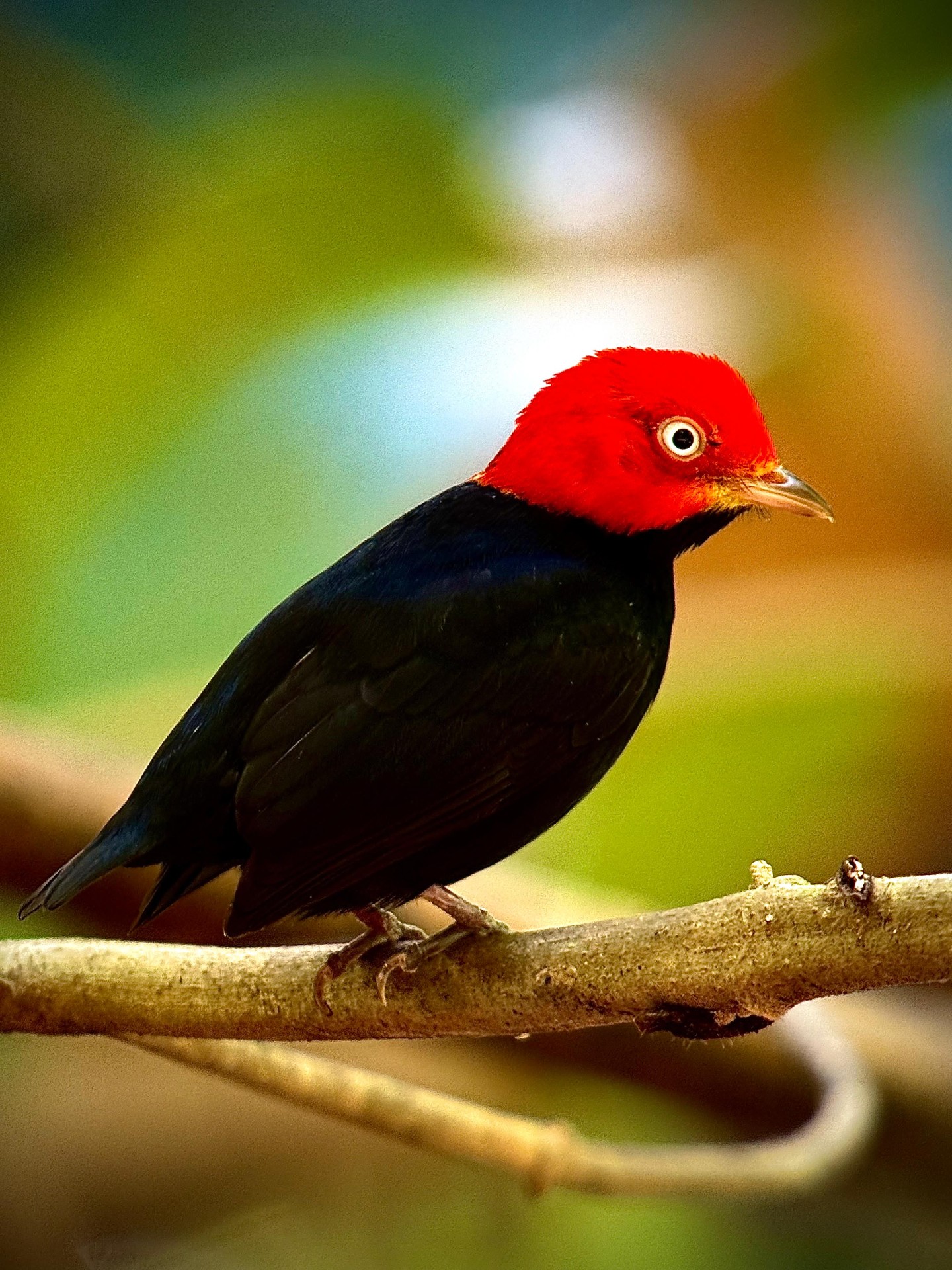 Red-capped Manakin in the understory of Manuel Antonio National Park, Costa Rica