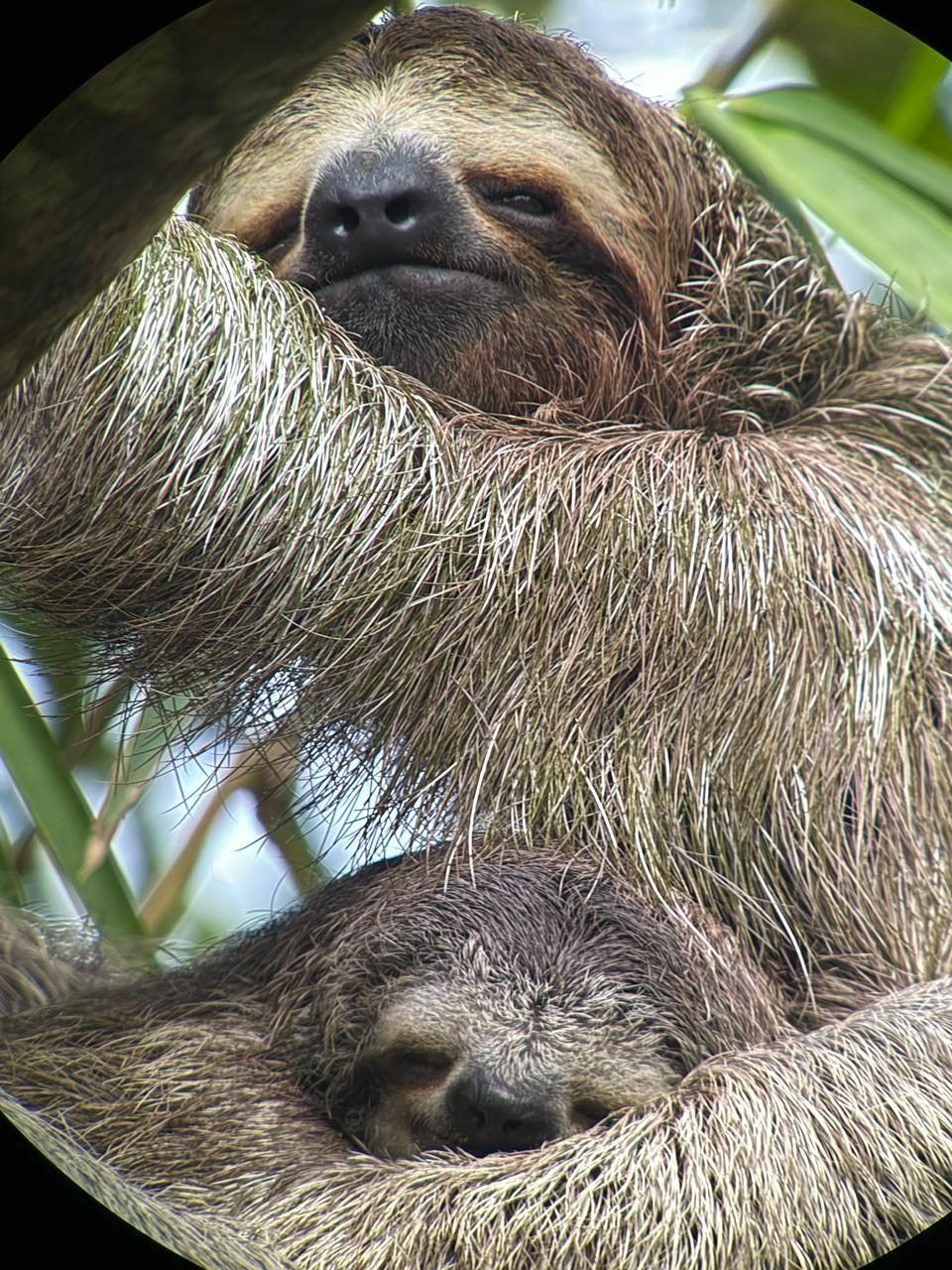 A brown-throated three-toed sloth mother and her baby resting together in the canopy at Manuel Antonio National Park, seen through a guide's spotting scope.