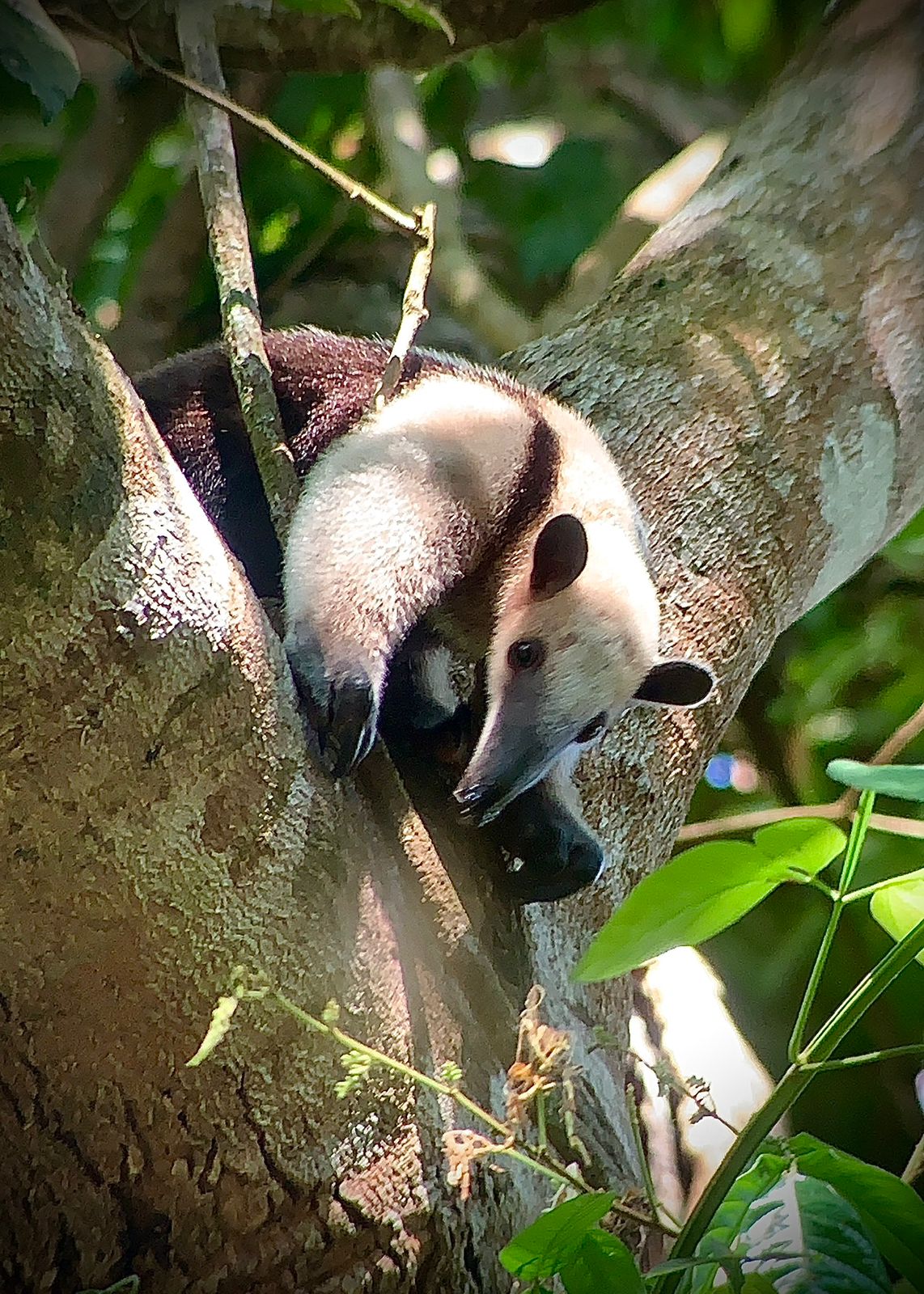 Northern Tamandua in the mid-story of Manuel Antonio National Park, Costa Rica