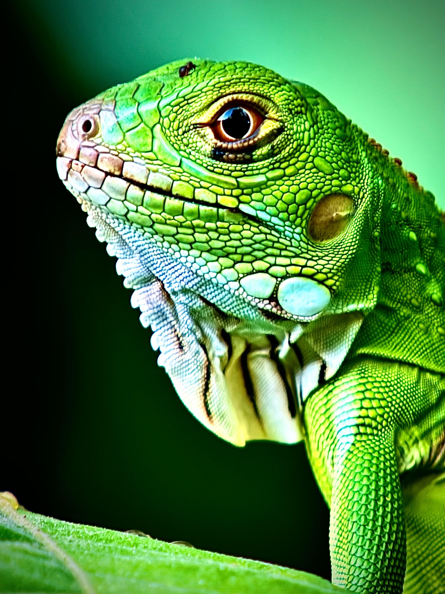 Green Iguana in the canopy layer of Manuel Antonio National Park, Costa Rica
