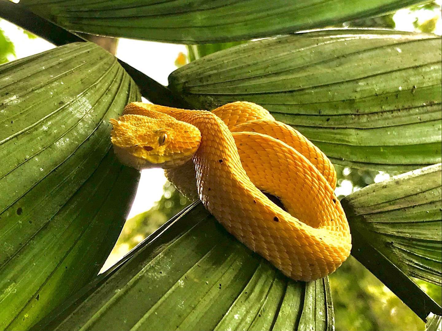Eyelash Palm Pit Viper in the canopy layer of Manuel Antonio National Park, Costa Rica