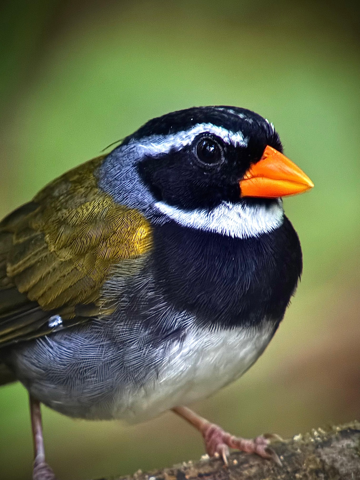 Orange-billed Sparrow in the understory of Manuel Antonio National Park, Costa Rica