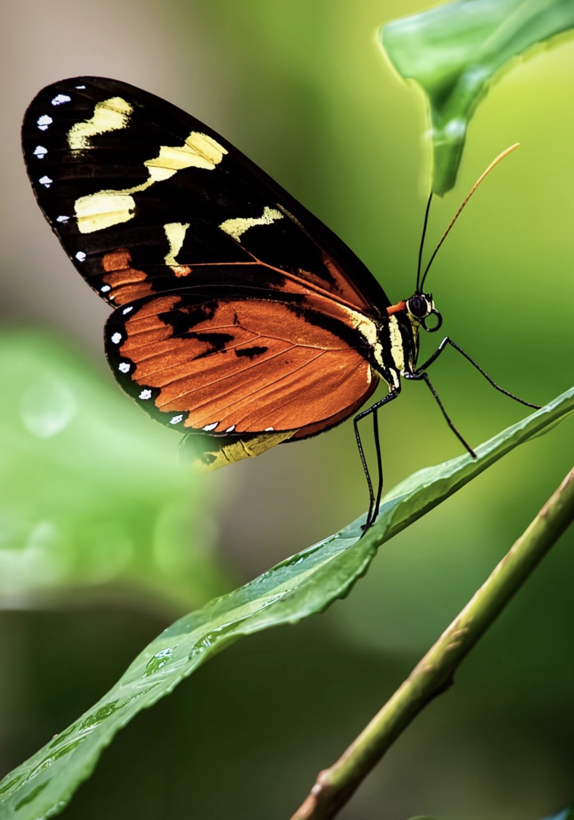 Tiger Longwing Butterfly in the understory of Manuel Antonio National Park, Costa Rica