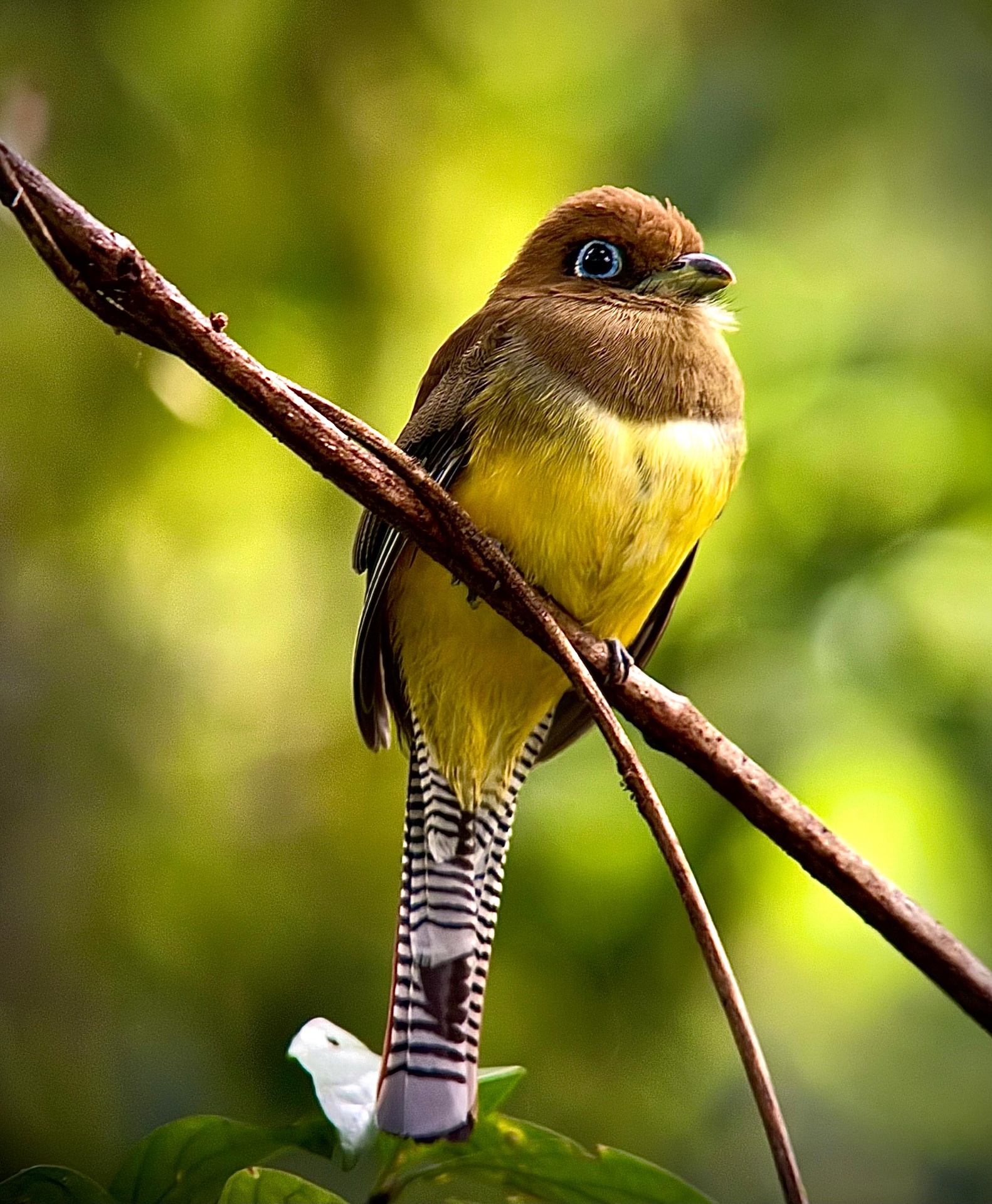 Black-throated Trogon in the mid-story of Manuel Antonio National Park, Costa Rica