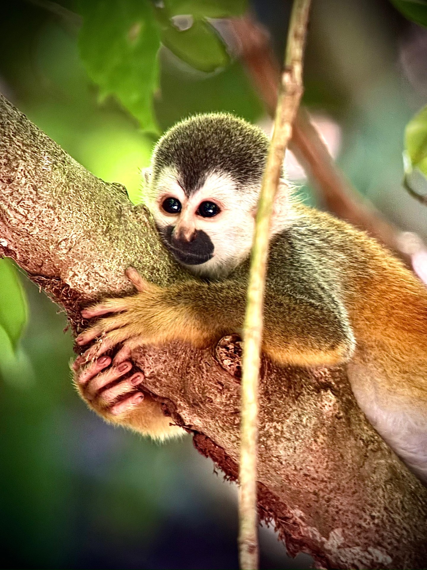 A Central American squirrel monkey clinging to a tree branch in Manuel Antonio