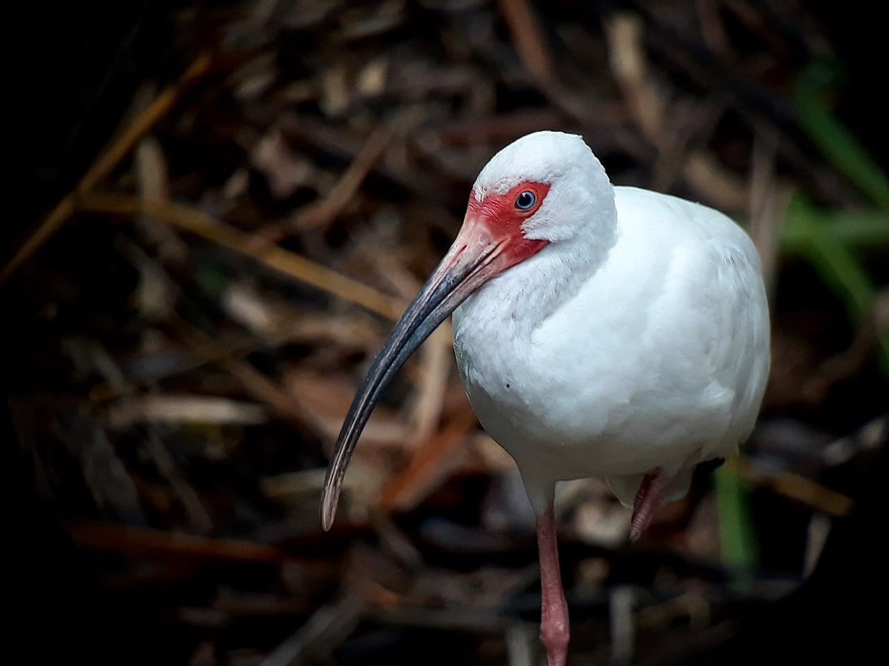 White Ibis in the forest floor of Manuel Antonio National Park, Costa Rica